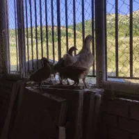 مرغ با ۴جوجه