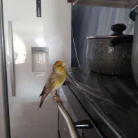 سهره قناری گم شده