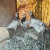 طوقی با ی شازده شکار
