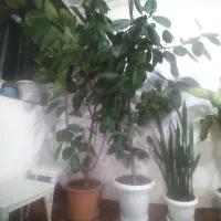 دو عدد گل فیوکس