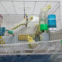 جفت عروس هلندی لوتینوباجوجه وتخم