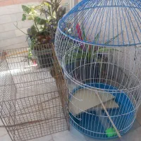 قفس پرنده