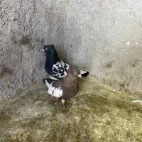 کفتر سینه|پرنده|شیراز, بازار|دیوار
