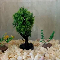 آکواریم و لوازم آکواریم