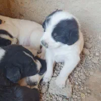 سگ افغانی|سگ|جهرم, |دیوار