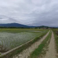 شالیزار سنتی با امکانات