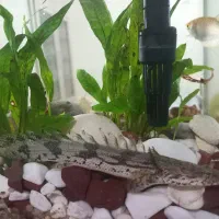 ماهی پلی تایگر