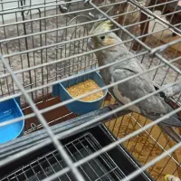 عروس هلندی|پرنده|قرچک, میرزائی جنوبی|دیوار