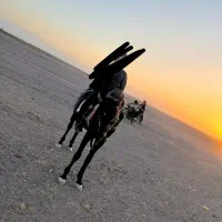 اسب|اسب و تجهیزات اسب‌سواری|کرمان, |دیوار