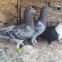 کبوتر|پرنده|کازرون, |دیوار