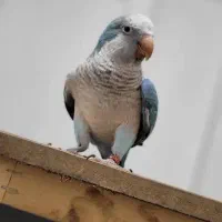 کشور پرندگان ملنگو راهب گیرینچیک برزیلی خورشیدی|پرنده|تهران, گلستان (شهرک راه آهن)|دیوار