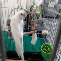 طوطی عروس سفید البینو|پرنده|رشت, باهنر|دیوار