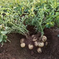 سیب زمینی بذری|حراج|چادگان, |دیوار