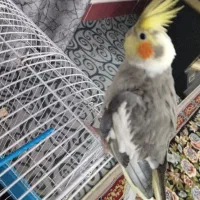 عروس هلندی نر ،زرنگ ،خوش صدا