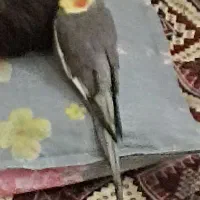 مرغ عروس گمشده