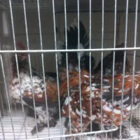 مرغ و خروس زینتی