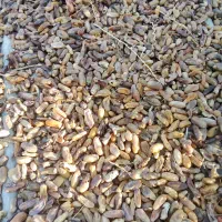 فروش ضایعات خرما جهت خوراک دام