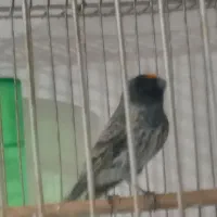 گلبسر و سهره|پرنده|تهران, جنتآباد مرکزی|دیوار