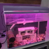 اکواریوم شرکتی