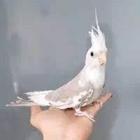 جوجه آلبینو دوکت دونه خور  سخنگو  فول رام عروسک
