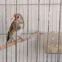 سهره کرمانی دارابی گل بلند خوشکل|پرنده|فسا, |دیوار