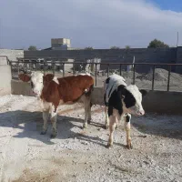 گوساله نر و ماده|حیوانات مزرعه|مشهد, خرم آباد|دیوار