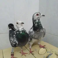 کفتر پلاکی‌‌‌|پرنده|شیراز, کرونی(خاتونک)|دیوار