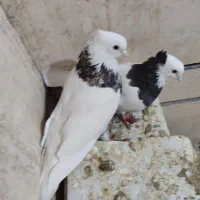 طوقی هفت رنگ