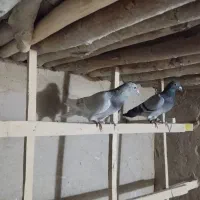 کبوتر
