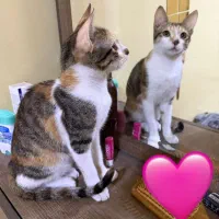 گربه ۴ ماهه|گربه|کیش, |دیوار