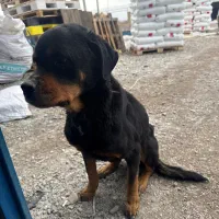 سگ‌روتوایلر