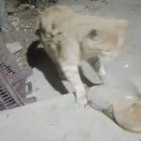 گربه دست اموز|گربه|خمین, |دیوار