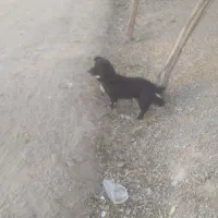 یک پا کوتاه   باهوش|سگ|مشهد, توس فردوسی|دیوار