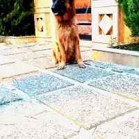 ژرمن شیپرد دوساله جنسیت ماده|سگ|عباسآباد, |دیوار