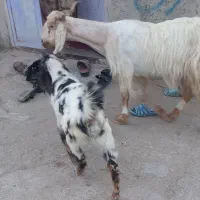 بزغاله شیری