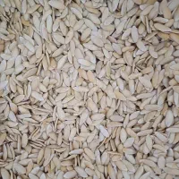 تخمه خربزه درجه یک