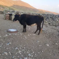 گاو|حیوانات مزرعه|ماکو, |دیوار