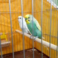 یک جفت مرغ عشق زیبا