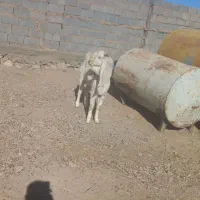 چبش پاکستانی|حیوانات مزرعه|مود, |دیوار