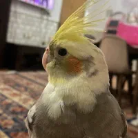 گمشده پرنده