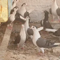 ۱۳ عدد کبوتر