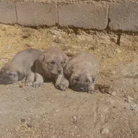 پژدر وسرابی