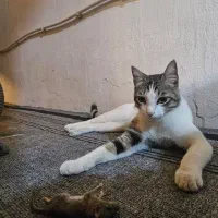 گربه نر عقیم شده گمشده