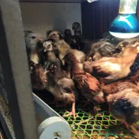 مرغ و خروس زینتی|حیوانات مزرعه|پارس‌آباد, |دیوار