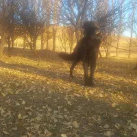 سگ سرابی ۴ ساله