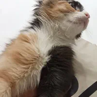 واگذاری گربه پرشین