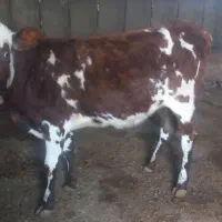 فروش ۵راس گاو گوساله|حیوانات مزرعه|ایلخچی, |دیوار