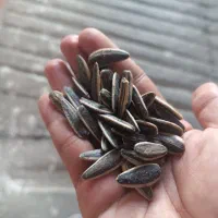 تخمه آفتابگردان