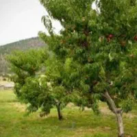 ۲۵هکتارباغ وزمین|فروش دفتر صنعتی، کشاورزی، تجاری|تاکستان, |دیوار