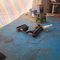 کودکبوتر|حراج|تبریز, |دیوار